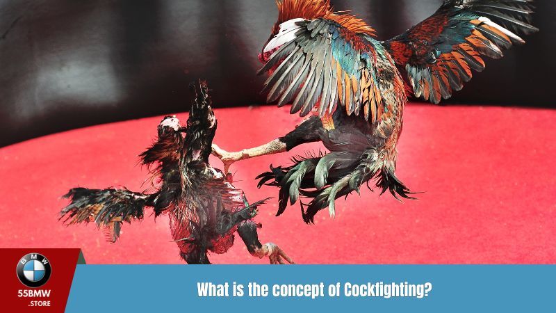 What is the concept of Cockfighting?
