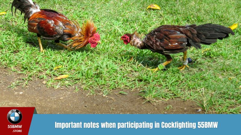 Important notes when participating in Cockfighting 55BMW Lobby